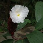 Cheilocostus speciosus Flower