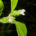 Justicia refractifolia Flor