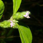 Justicia refractifolia Květ