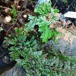 Polypodium cambricum Лист