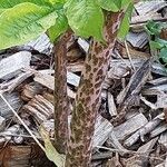 Amorphophallus konjac ᱪᱷᱟᱹᱞᱤ