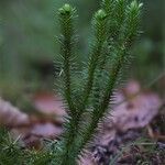 Huperzia selago Leaf