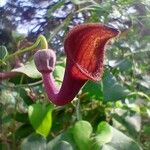 Aristolochia baetica Квітка
