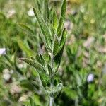 Ruellia humilis Folla