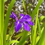 Iris laevigata Květ