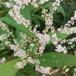Koenigia polystachya ফুল