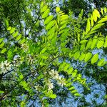 Robinia pseudoacacia Листок