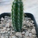 Pilosocereus leucocephalus Leaf