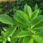 Sambucus canadensis Leaf