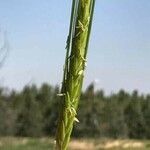 Hordeum spontaneum Froito