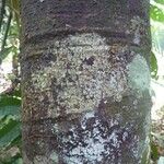 Rhodostemonodaphne morii Bark