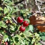 Crataegus azarolus Fruit