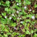 Cymbalaria muralisപുഷ്പം