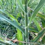 Panicum miliaceum Leaf