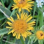 Inula salicina 花