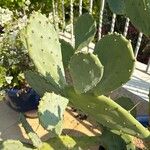 Opuntia stricta Deilen