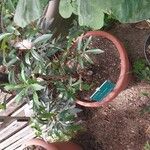 Cunonia capensis Hábito