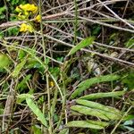 Chamaecytisus ruthenicus Flower