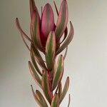 Leucadendron salignum Folha