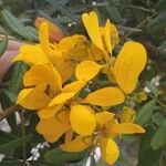 Senna macranthera Fleur