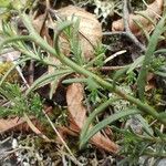 Fumana procumbens Yaprak