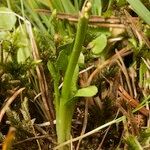 Botrychium simplex Bark