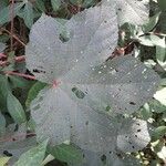 Abelmoschus esculentus Leaf