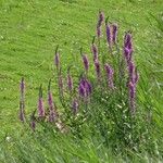 Lythrum salicariaFlower