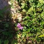 Erodium cicutariumFlower