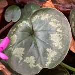 Cyclamen coum Лист