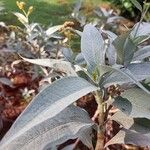 Persicaria senegalensis Leaf