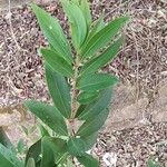 Eugenia pyriformis Leaf