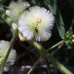 Acaciella angustissima Flor