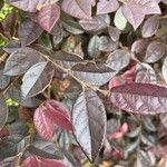 Loropetalum chinense Feuille