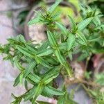 Tagetes lucida Leaf