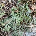 Artemisia umbelliformis Blad