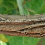 Aristolochia cauliflora Bark