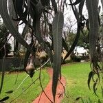 Eucalyptus caesia 叶