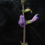 Salvia przewalskii