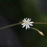 Stellaria graminea Flor