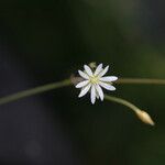 Stellaria graminea Цвят