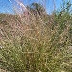 Aristida purpurea পাতা