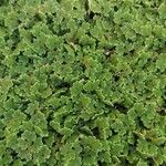 Azolla filiculoides Blatt