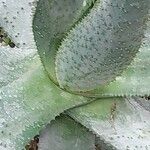 Aloe ferox Folha