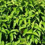 Miconia affinis Leaf