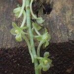 Rhipidoglossum longicalcar Flor