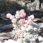 Eriogonum ovalifolium Hábito