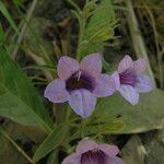 Echinacanthus attenuatus Flor
