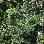 Diospyros natalensis पत्ता