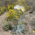 Argemone pleiacantha Hábito